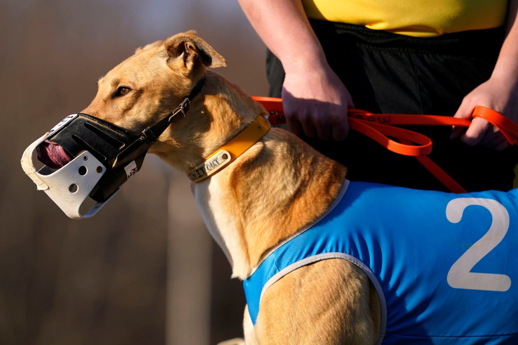 Greyhound Racing
